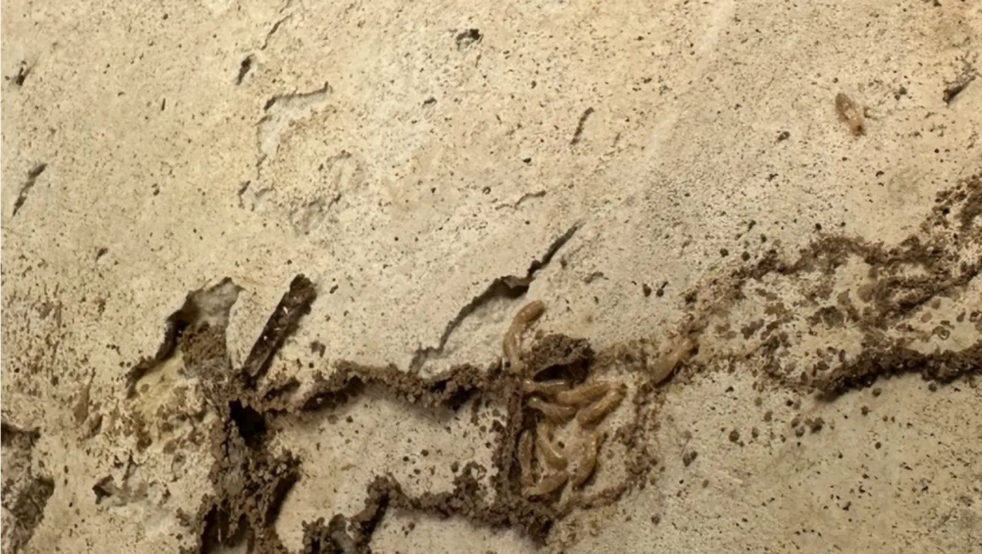 Close-up of termite mud tubes running across a concrete surface.