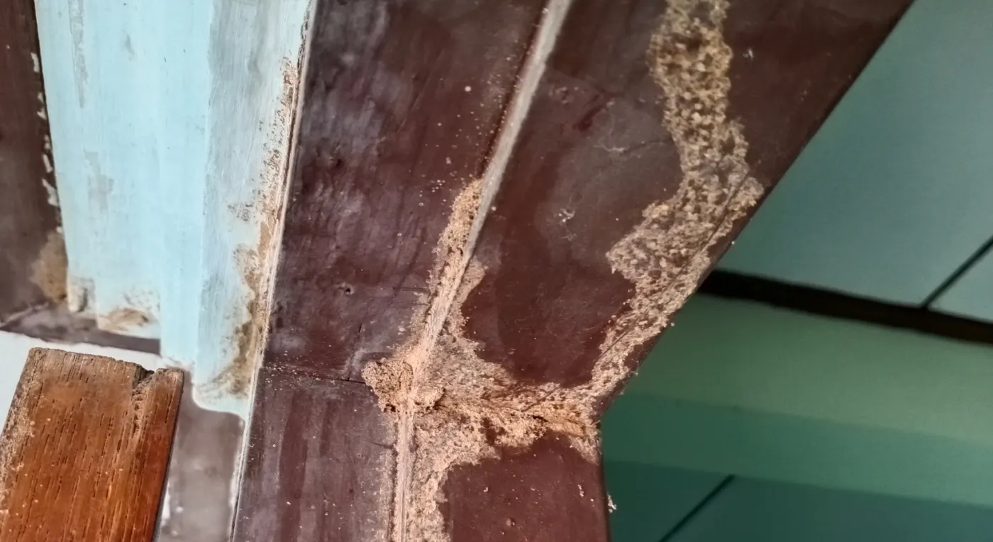 Termite mud tubes running up a painted wooden beam.